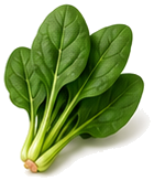 ほうれん草