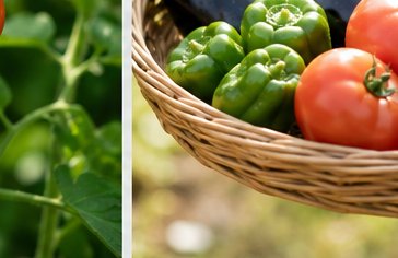 収穫した新鮮な野菜