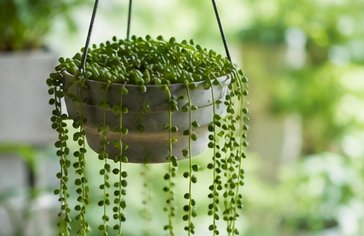 Step2 植物を選ぶ